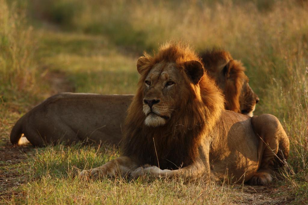 Leopard Mountain Safari Lodge Manyoni Private Game Reserve Экстерьер фото