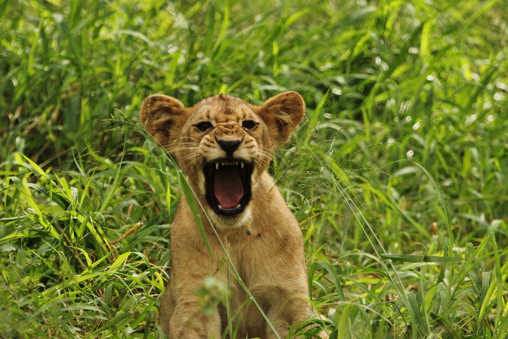 Leopard Mountain Safari Lodge Manyoni Private Game Reserve Экстерьер фото
