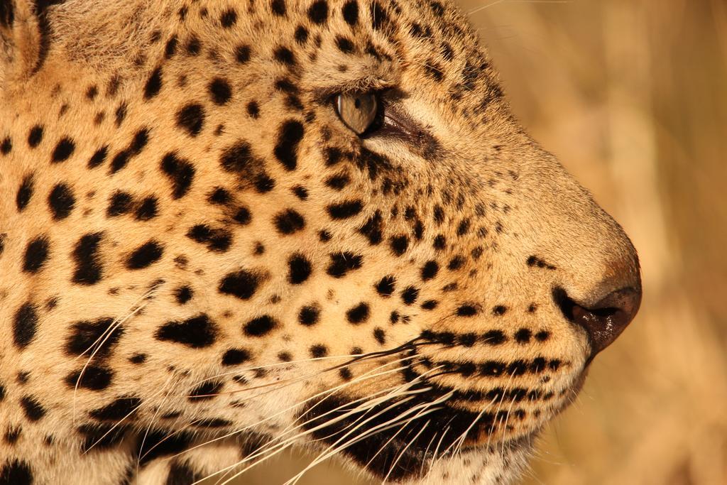Leopard Mountain Safari Lodge Manyoni Private Game Reserve Экстерьер фото