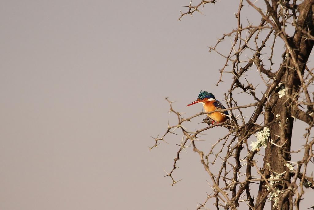Leopard Mountain Safari Lodge Manyoni Private Game Reserve Экстерьер фото